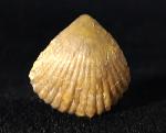 Torquirhynchia royeriana (ORBIGNY 1850) - Bild © FossNet FossilienStore